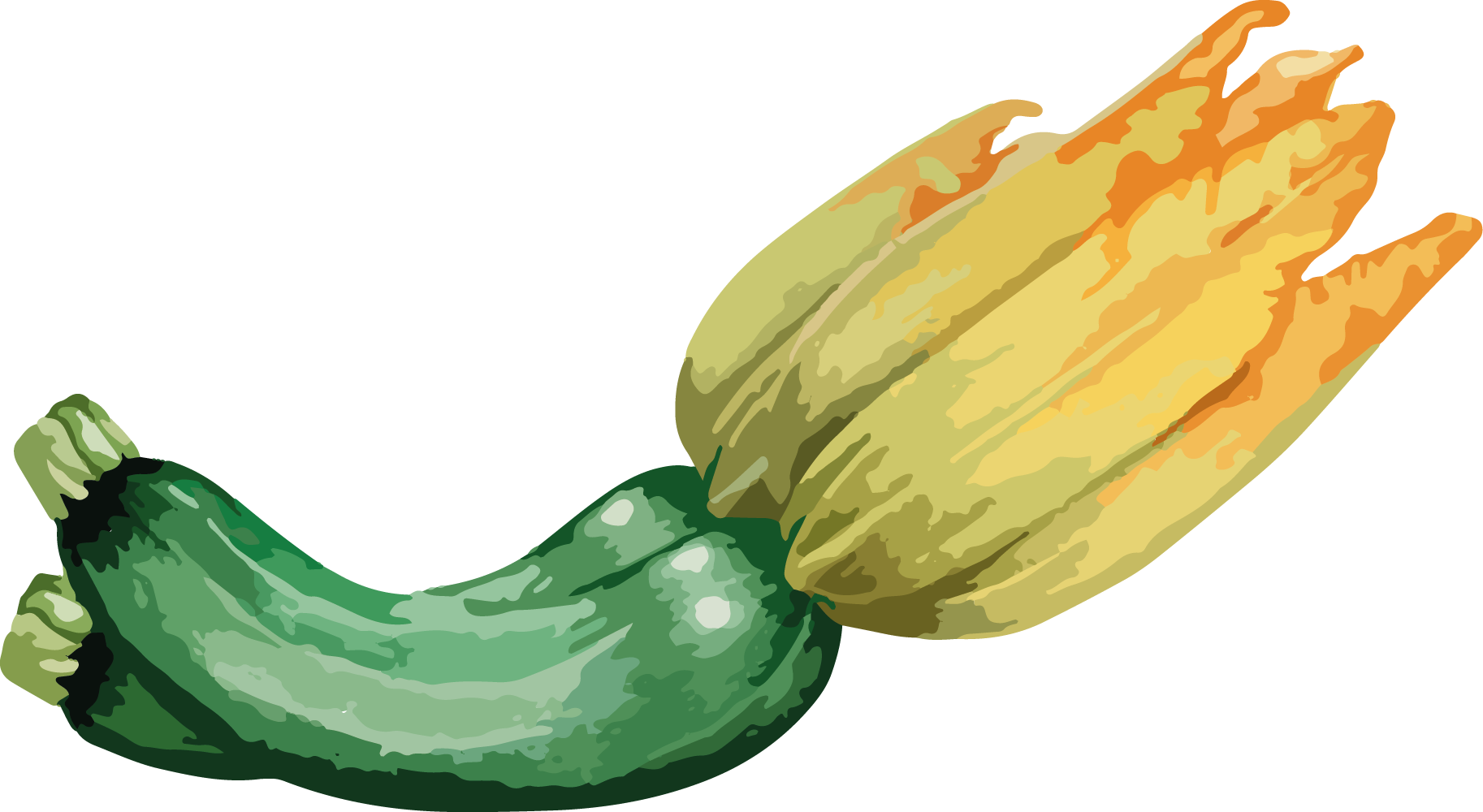 courgette