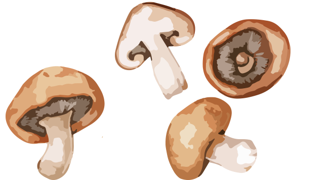paddestoelen